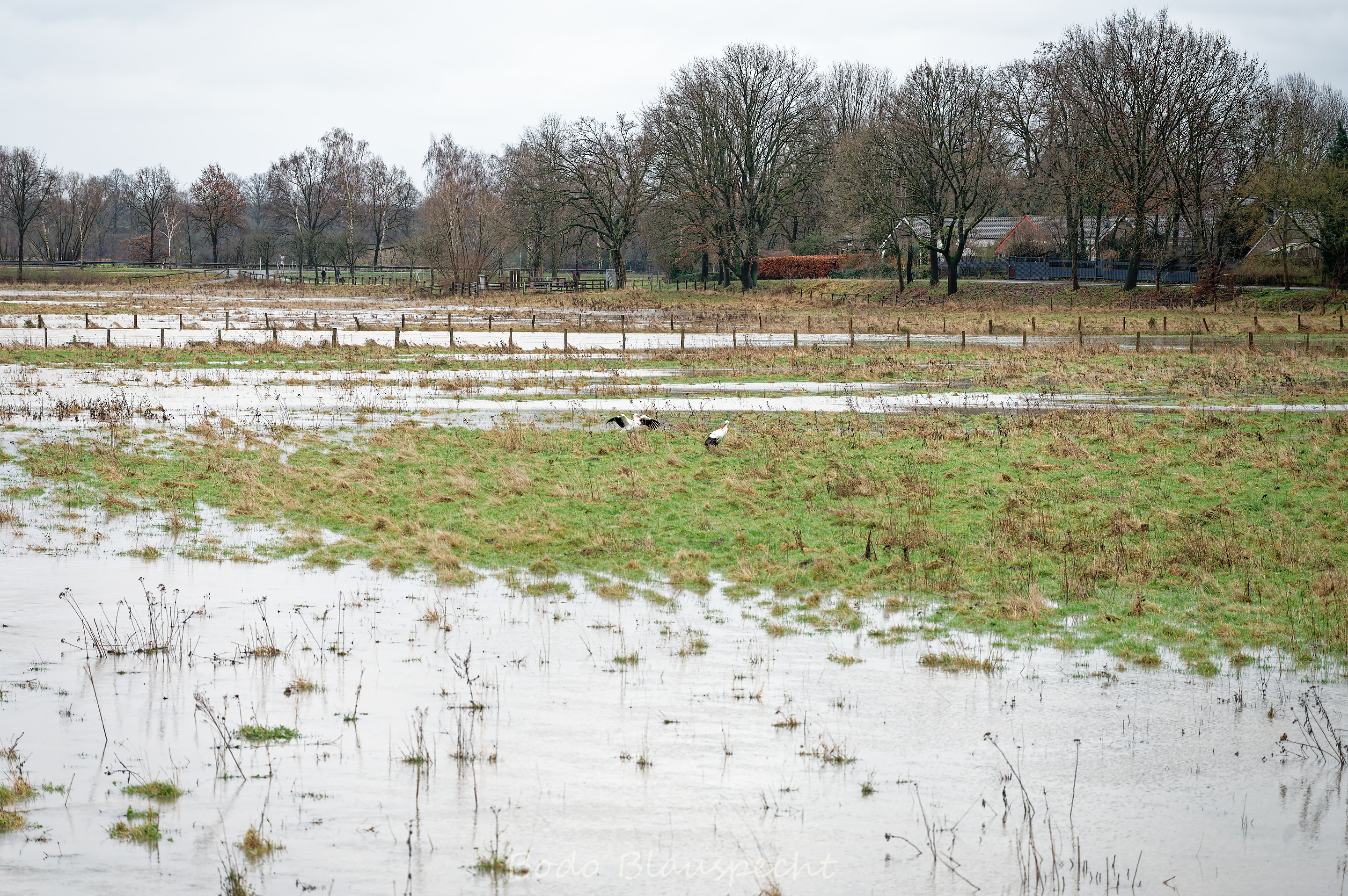 Hochwasser   Steveraue   2023.12.23 16.32 156 WEB